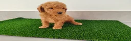 Caniche Toy perros en venta: Caniches toy - Anuncio 13