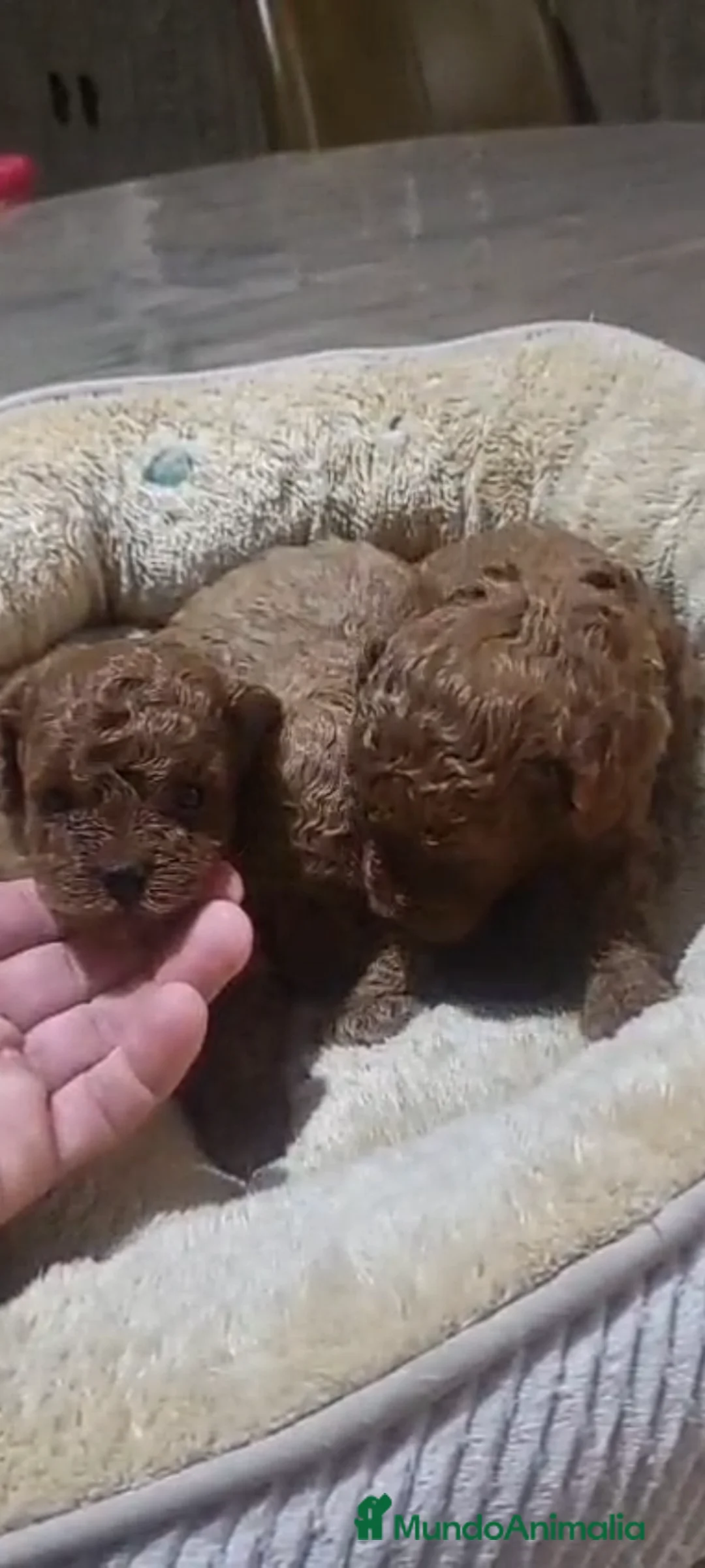 Raza Mixta perros en venta: Caniches - Anuncio 1