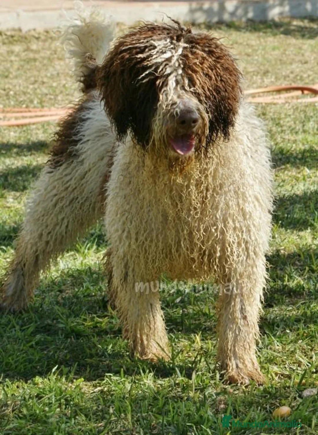 Imagen de galería {{count}}