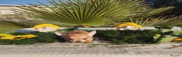 Chihuahua perros en venta: Chihuahuas mini toy - Anuncio 16