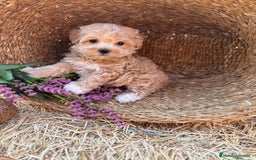Maltipoo perros en venta: Maltipoo !!!!! - Imagen 12
