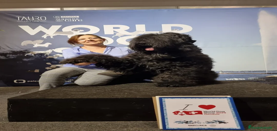 Imagen de galería {{count}}