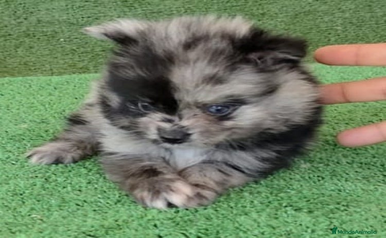 Pomerania perros - Propaganda 1
