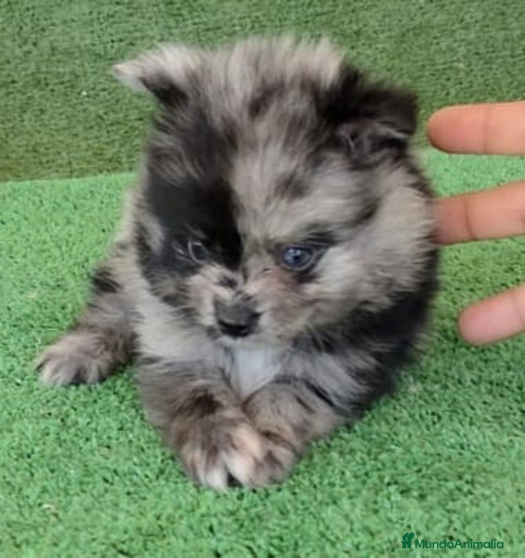 Pomerania perros en venta: Pomerania toys  - Imagen 1