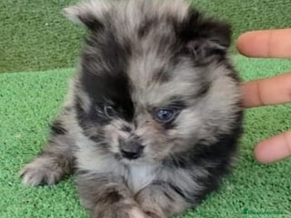 Pomerania perros - Anuncio 3