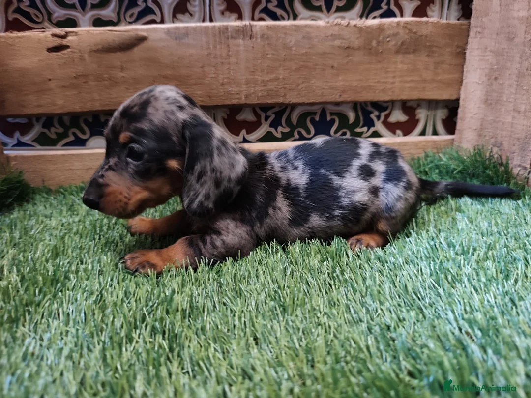 Teckel Miniatura perros en venta: Teckel kaninchen  - Anuncio 3