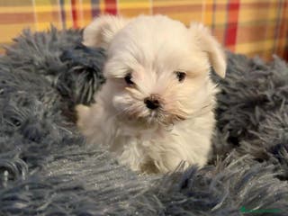 Bichón Maltés perros Bichón maltés - Anuncio 3