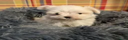 Bichón Maltés perros en venta: Bichón maltés - Anuncio 1
