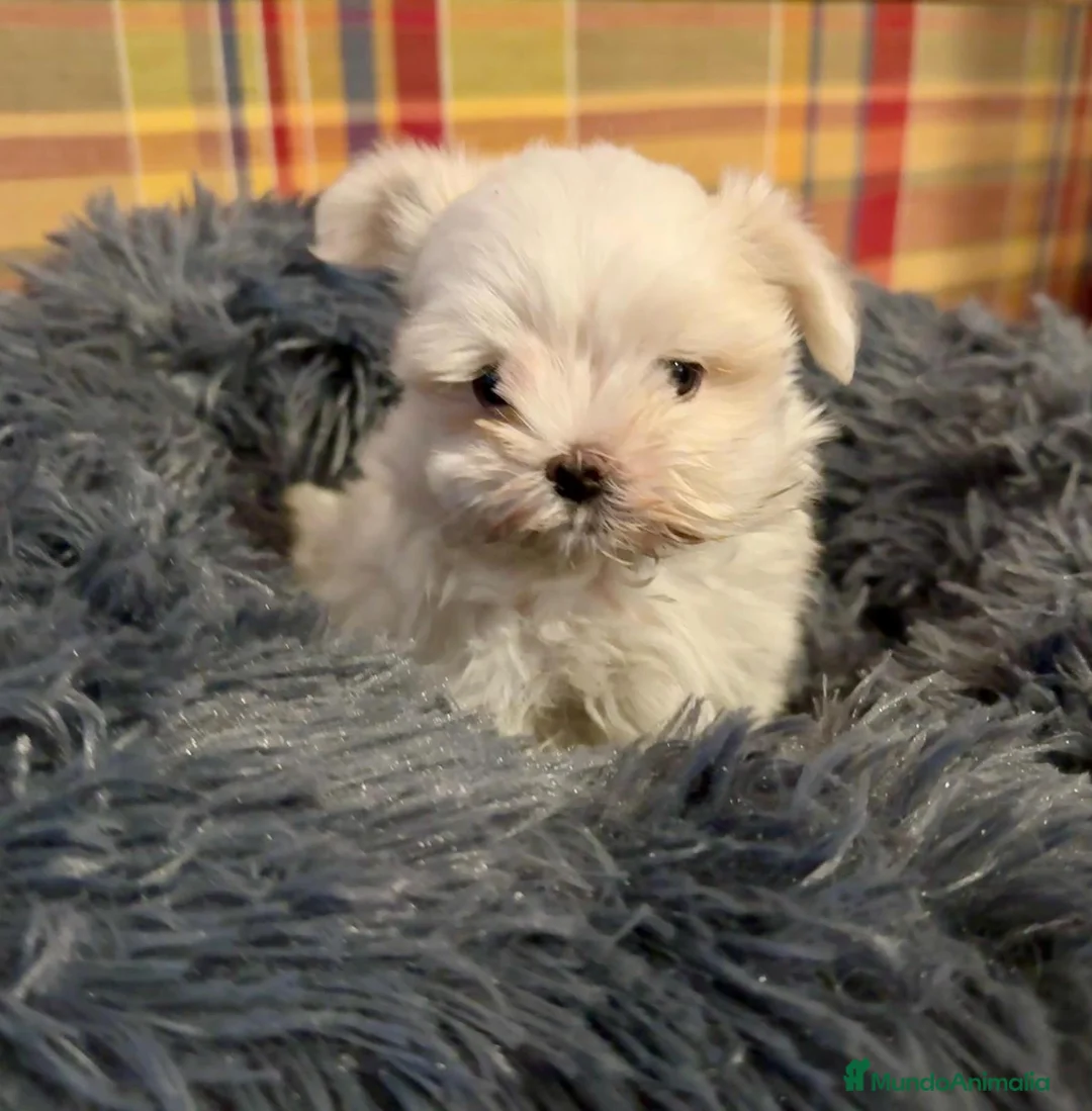 Bichón Maltés perros en venta: Bichón maltés - Anuncio 1