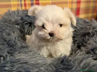 Bichón Maltés perros Bichón maltés - Anuncio 5