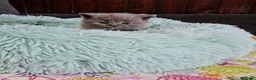 Británico de Pelo Corto Azul gatos en venta: Brithis - Anuncio 9