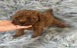 Caniche Toy perros en venta: CANICHE TOY ROJO DISPONIBLE - Imagen 4