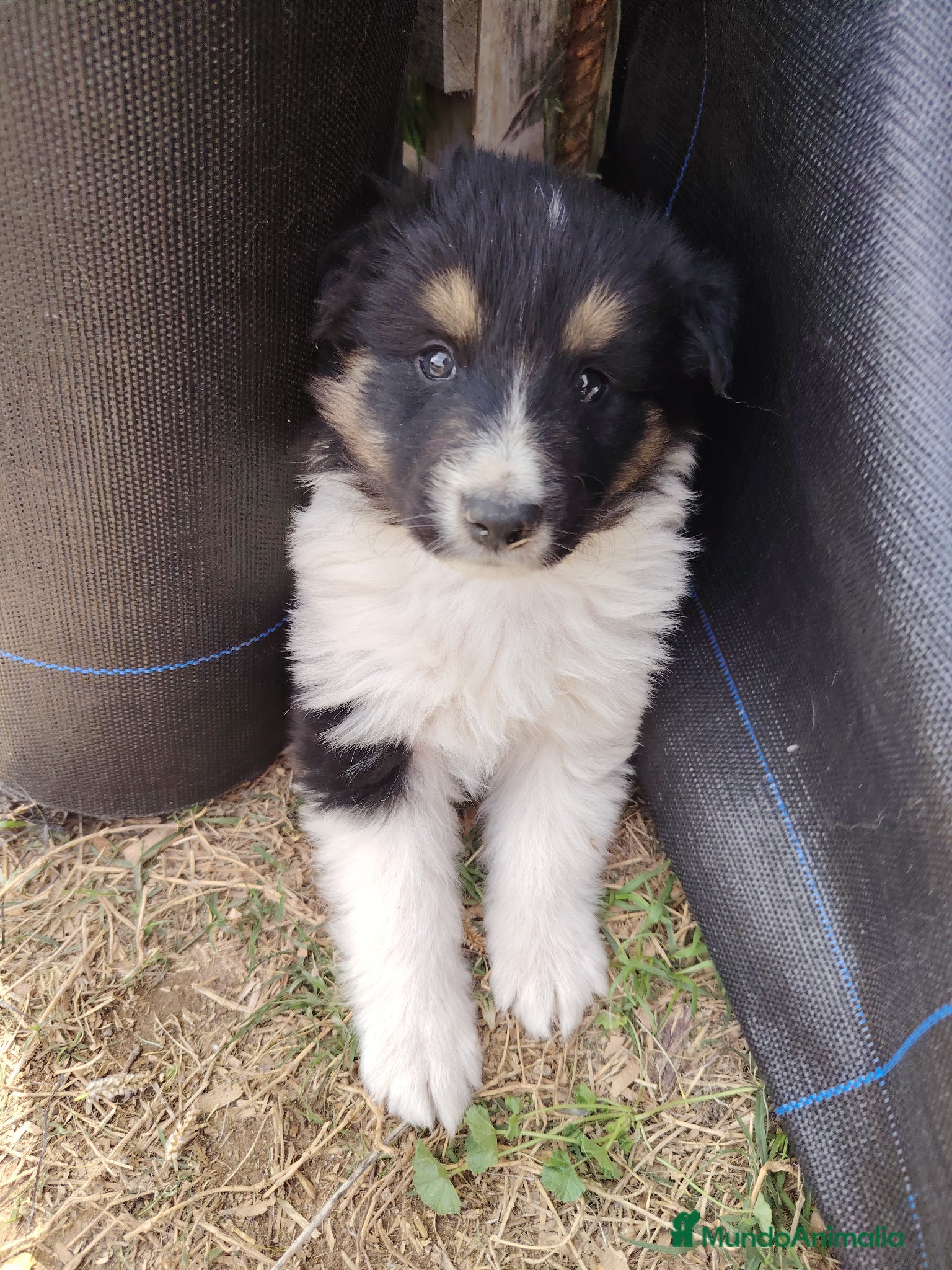 Collie de Pelo Largo perros Cachorros rough collie - Anuncio 16
