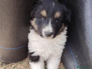 Collie de Pelo Largo perros Cachorros rough collie - Anuncio 34