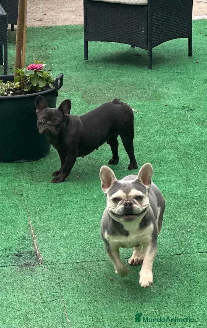 Bulldog Francés perros Bulldog francés  - Anuncio 1