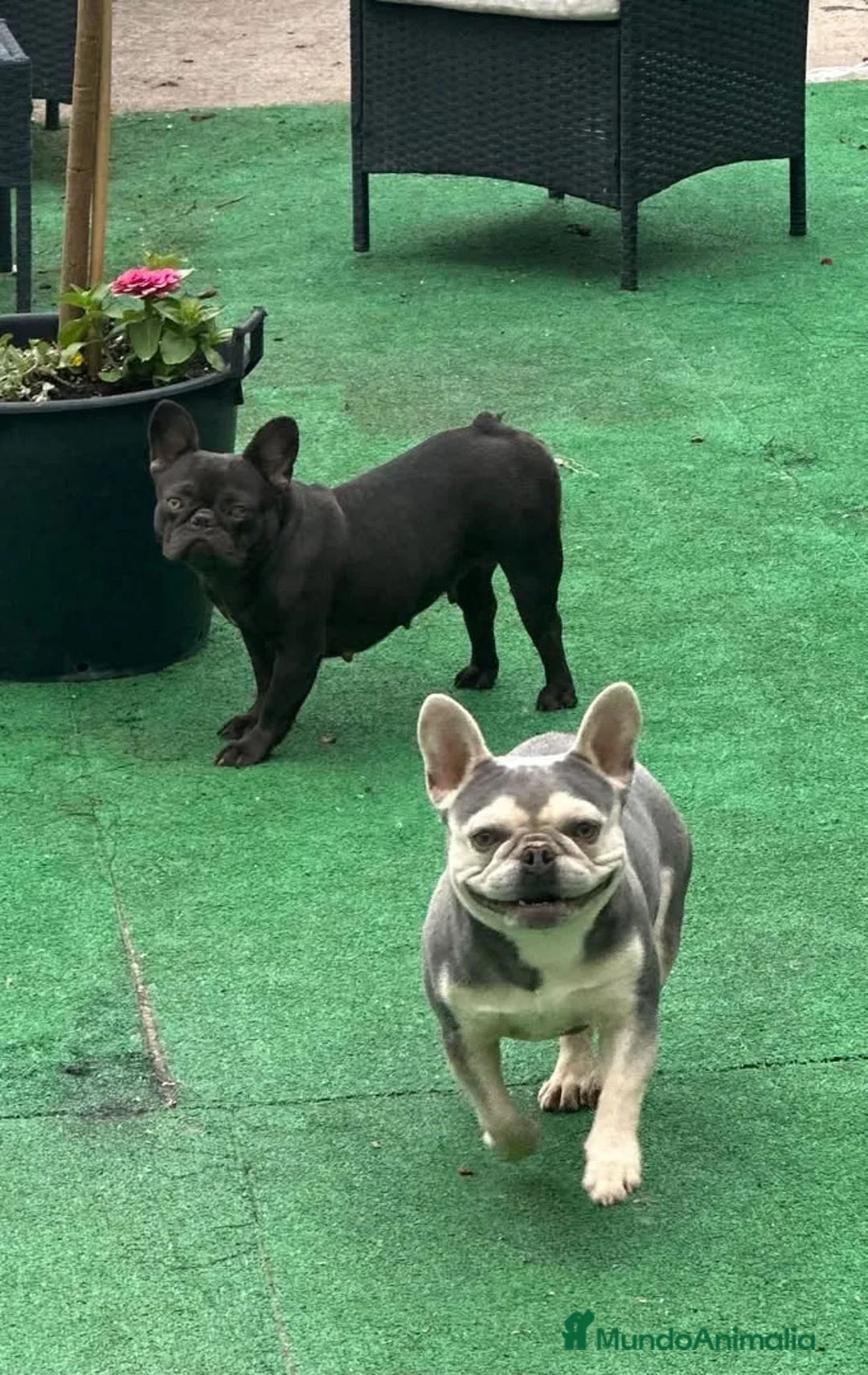 Bulldog Francés perros en venta: Bulldog francés  - Anuncio 1