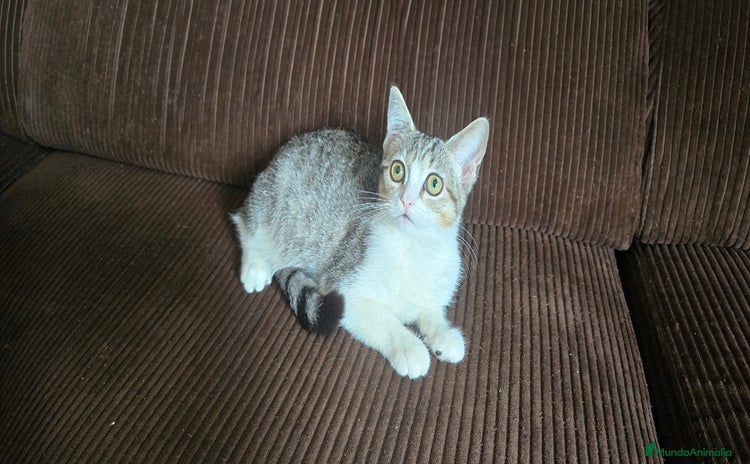 Británico de Pelo Corto gatos - Propaganda 1