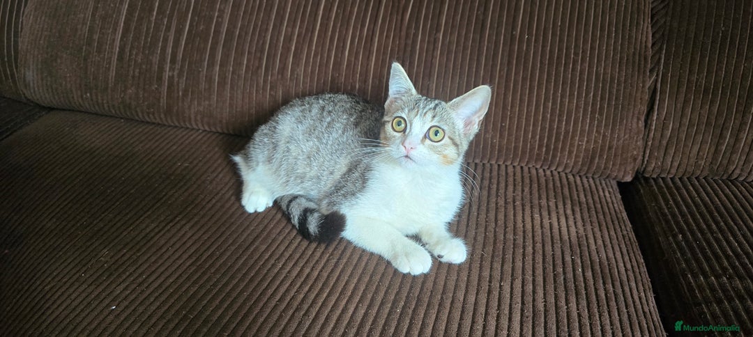 Británico de Pelo Corto gatos en adopcion: Gatcot.com - Imagen 1