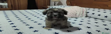 Maltipoo 1