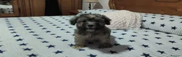 Maltipoo perros en venta: Maltipoo  - Anuncio 3
