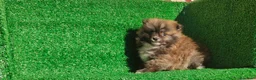 Pomerania perros en venta: Pomerania  - Anuncio 20