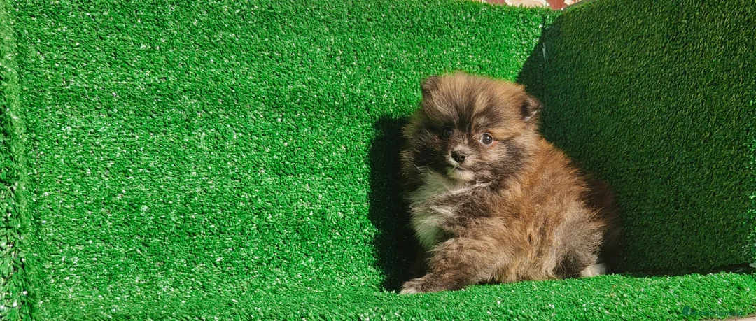 Pomerania perros en venta: Pomerania  - Anuncio 20