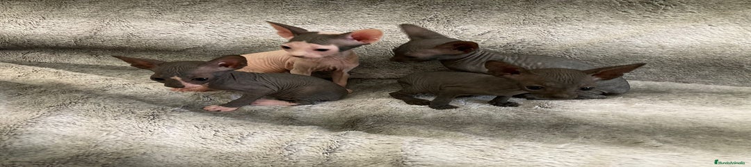 Sphynx Gatito 3