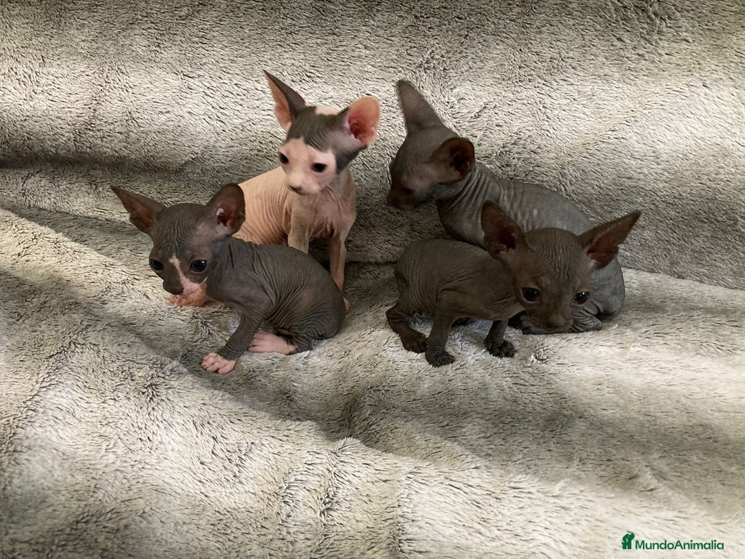 Sphynx gatos en venta: SPHYNX - Imagen 3