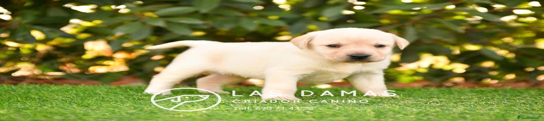 Labrador Retriever Hembra color dorado