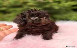 Maltipoo perros en venta: MALTIPOO TOY CHOCOLATE - Anuncio 4