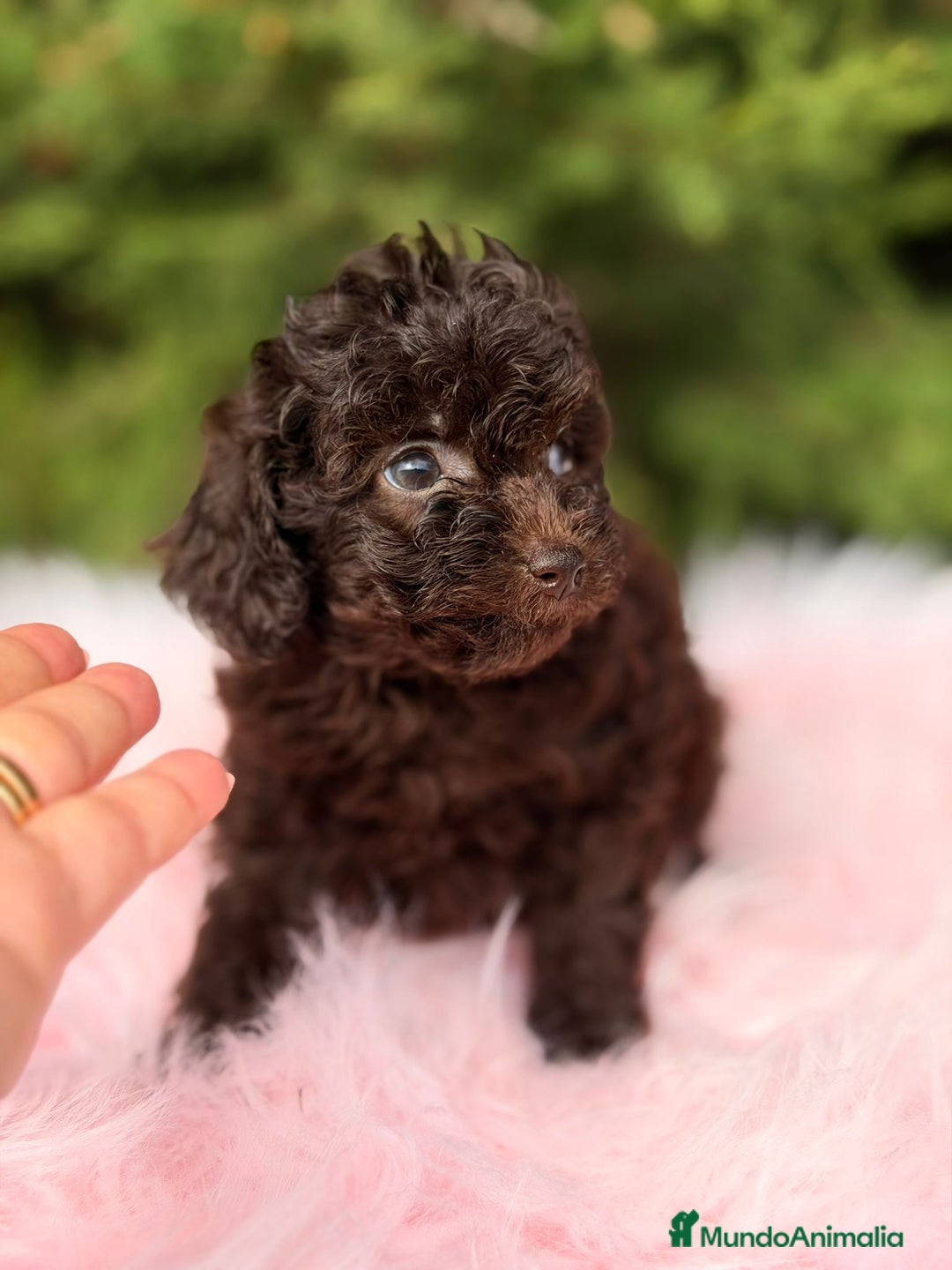 Maltipoo perros en venta: MALTIPOO TOY CHOCOLATE - Anuncio 4