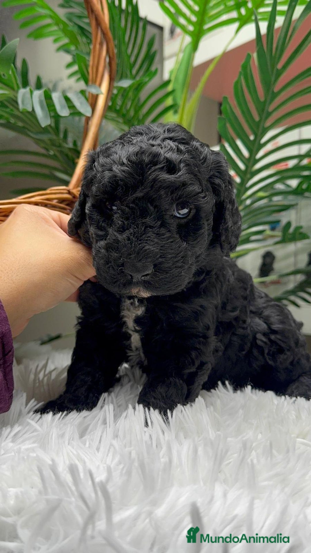 Perro de Agua Español perros en venta: PERRO DE AGUA ESPAÑOL - Anuncio 4