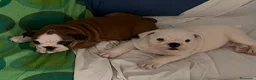 Bulldog Inglés perros en venta: Cachorros bulldog inglés  - Anuncio 3
