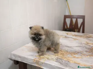 Pomerania perros Pomerania mini peluches - Anuncio 2