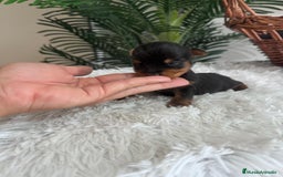 Yorkshire Terrier perros en venta: YORKSHIRE TERRIER - Imagen 14