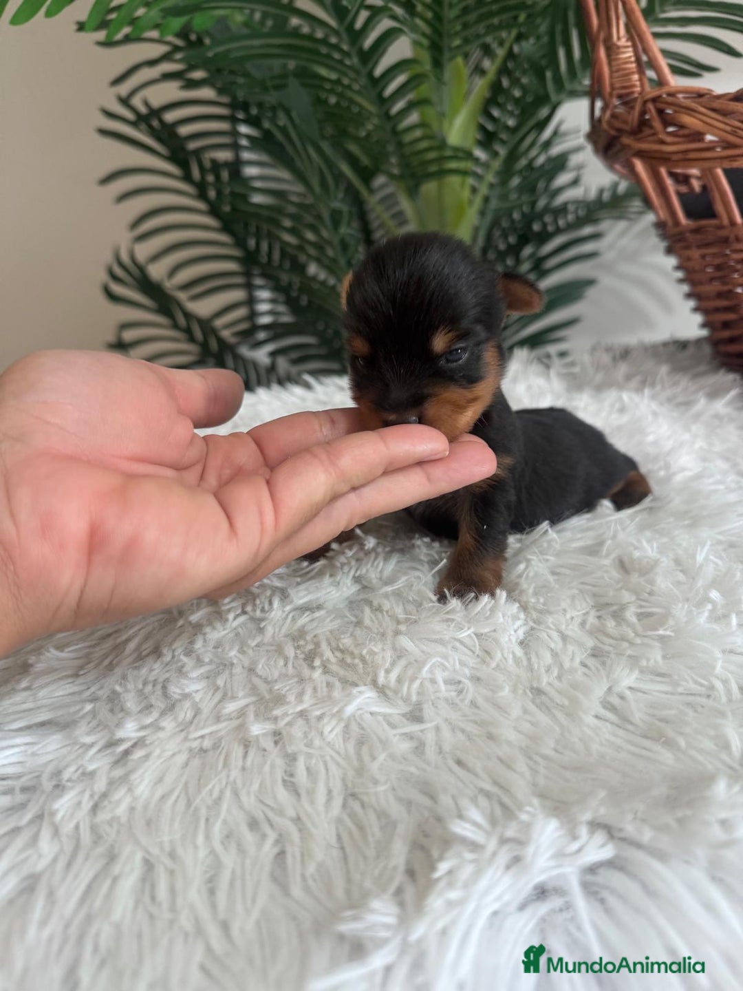 Yorkshire Terrier perros en venta: YORKSHIRE TERRIER - Imagen 14