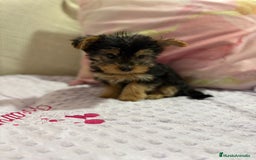 Yorkshire Terrier perros en venta: Yorkshire toy - Imagen 13