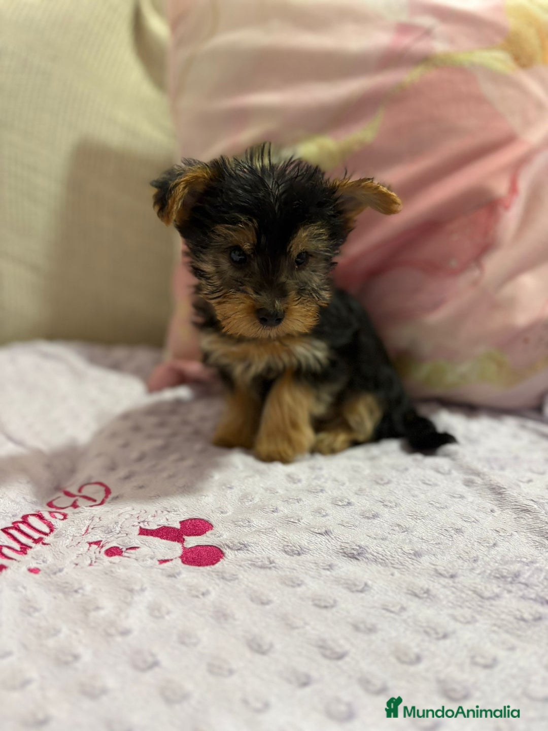 Yorkshire Terrier perros en venta: Yorkshire toy - Imagen 13