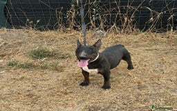 Bull Terrier Miniatura perros en venta: Hembra bullterrier miniatura  - Imagen 1