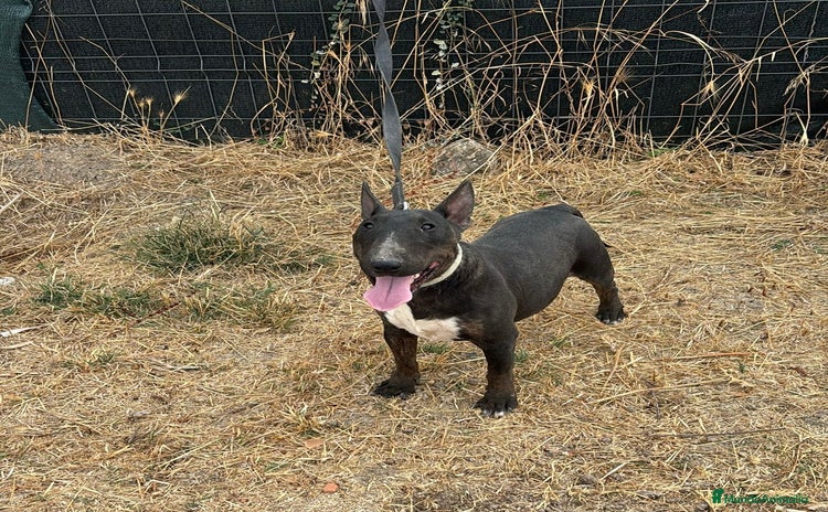 Bull Terrier Miniatura perros - Anuncio 1