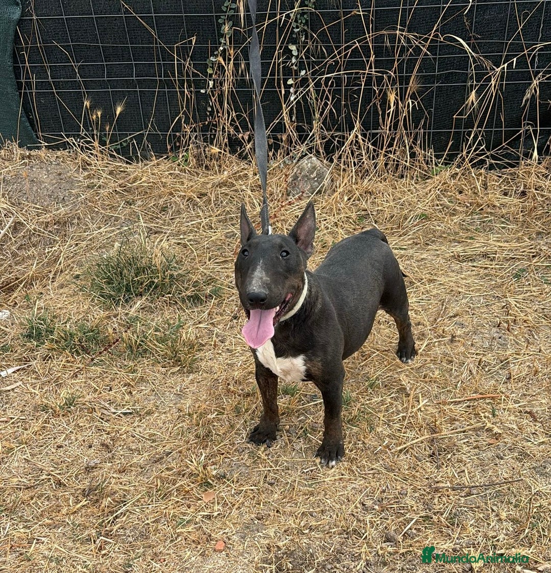 Bull Terrier Miniatura perros en venta: Hembra bullterrier miniatura  - Imagen 1