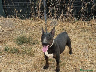 Bull Terrier Miniatura perros - Anuncio 1