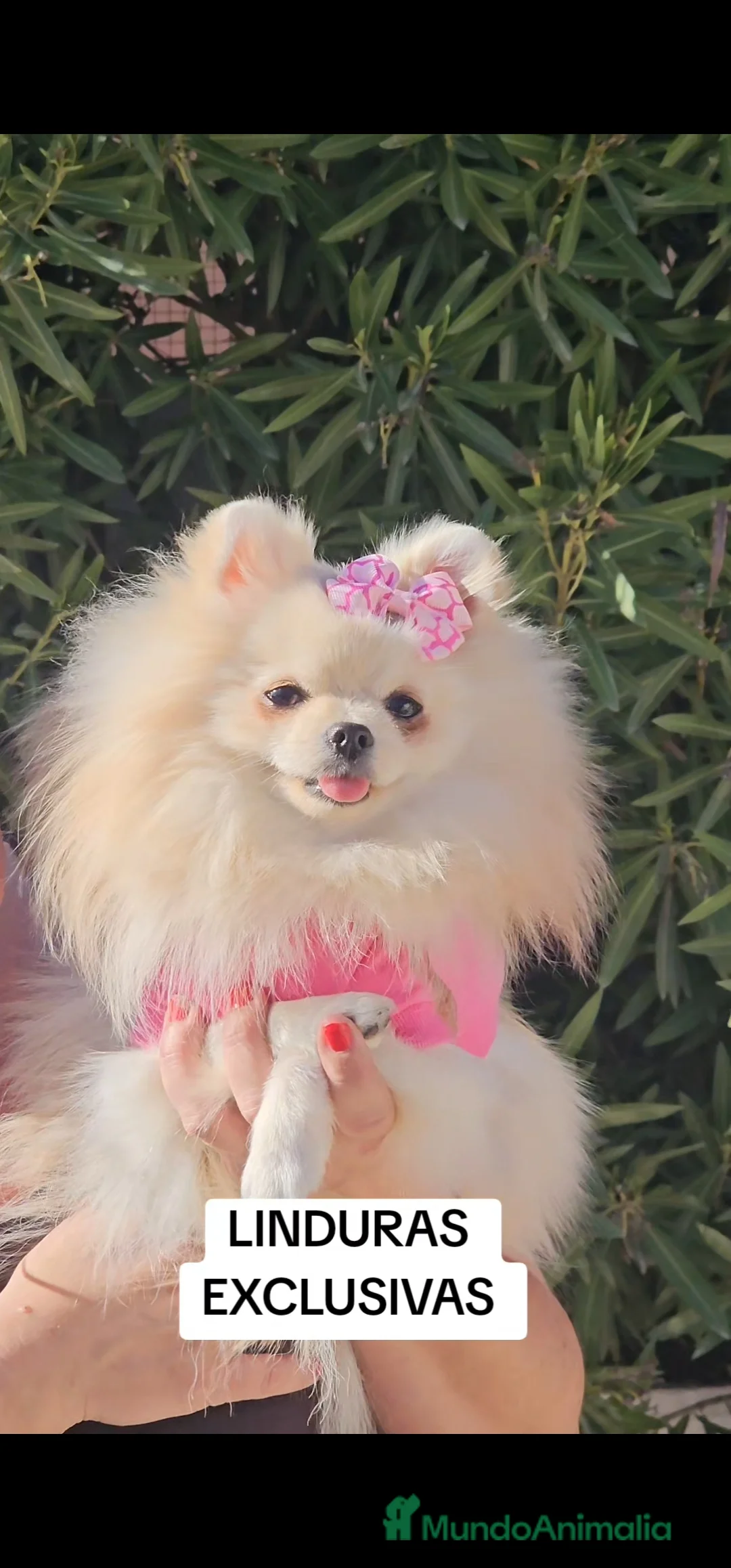 Pomerania perros en venta: POMERANIA HEMBRA MINIATURA - Anuncio 9