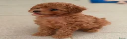 Caniche Toy perros en venta: CANICHE TOY - Anuncio 4