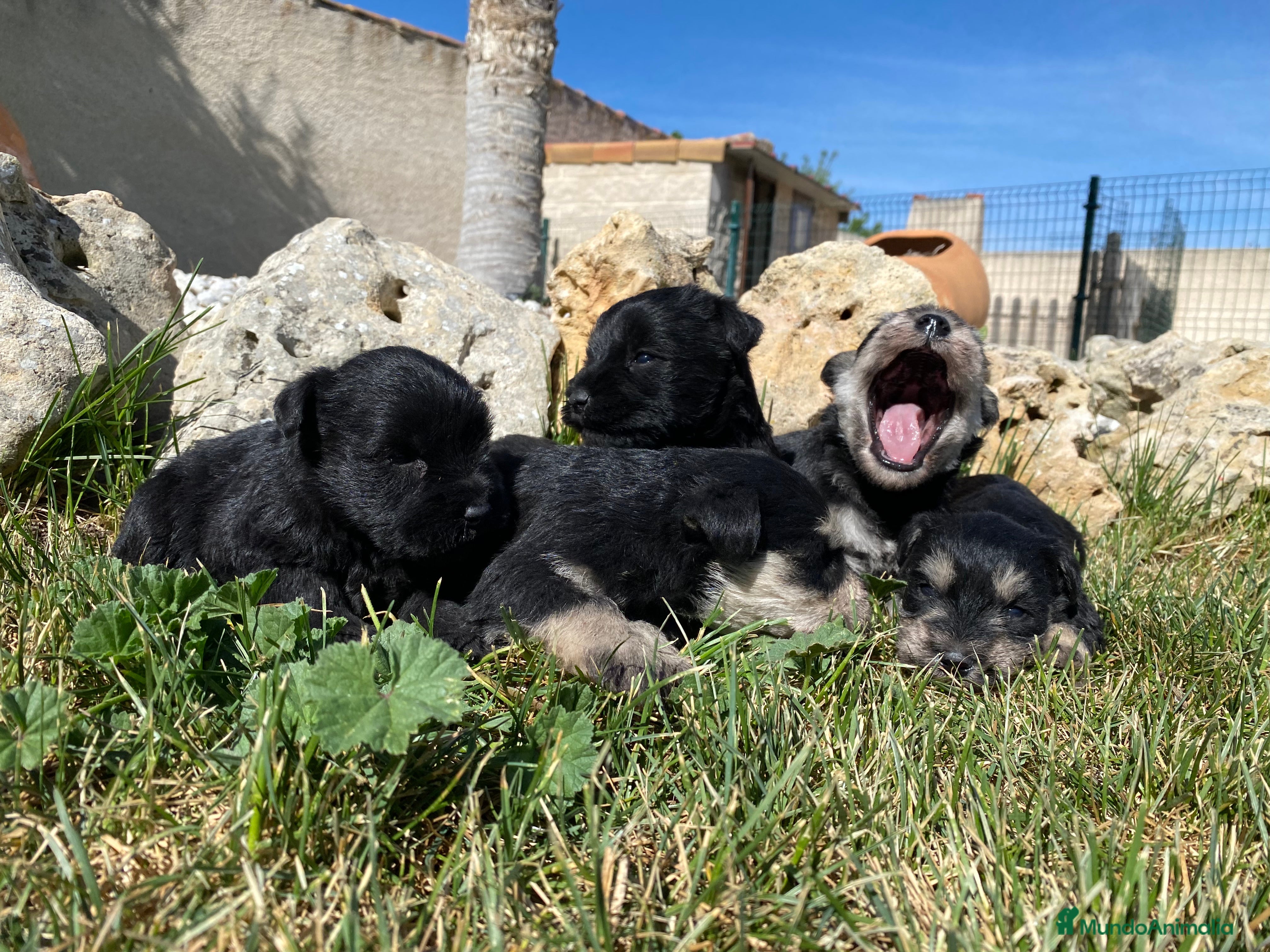Schnauzer Miniatura perros Cachorros de Schnauzer miniatura - Anuncio 7