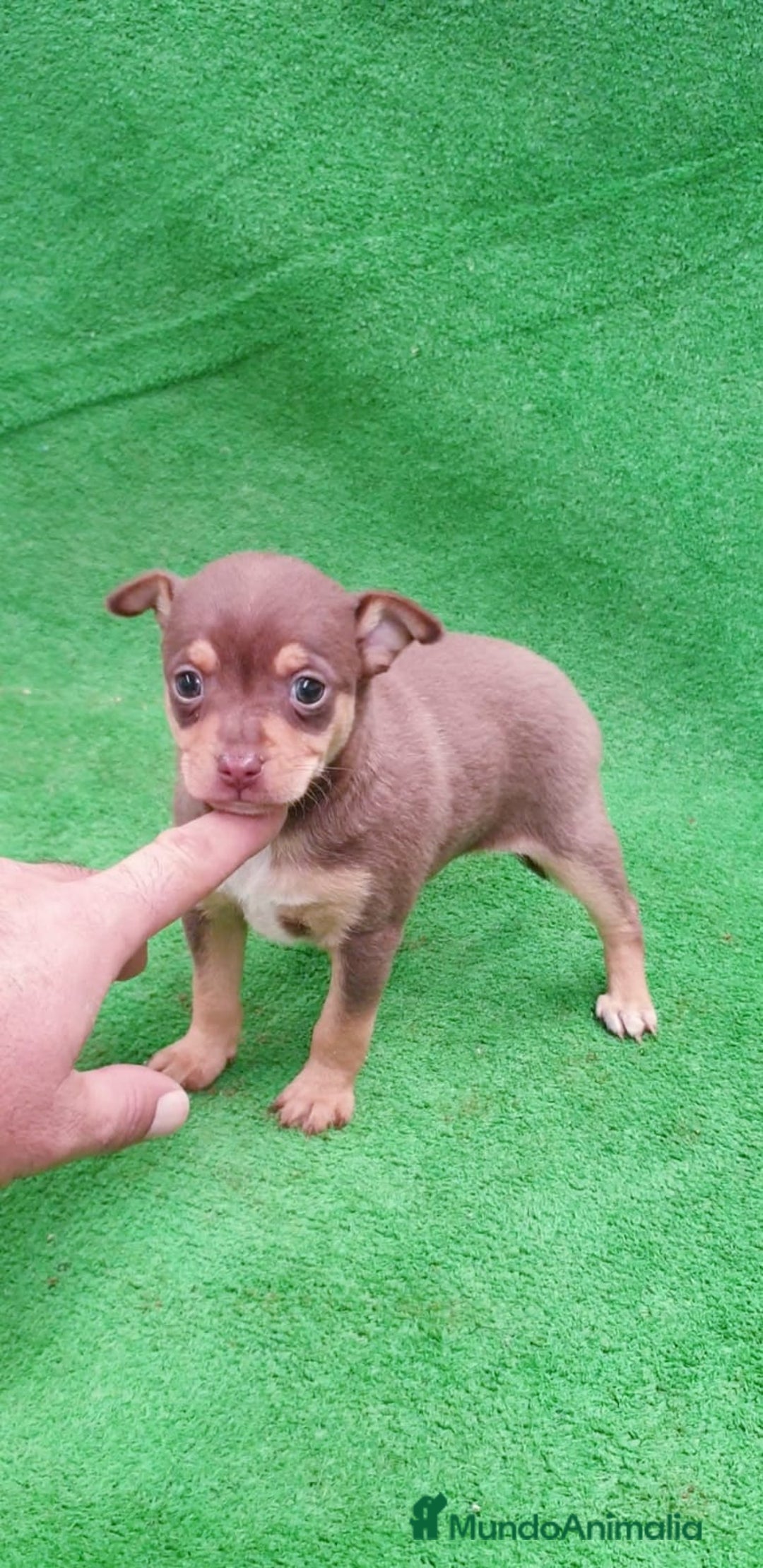 Pinscher Alemán perros en venta: ## Pincher ## - Anuncio 2