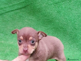 Pinscher Alemán perros ## Pincher ## - Anuncio 23