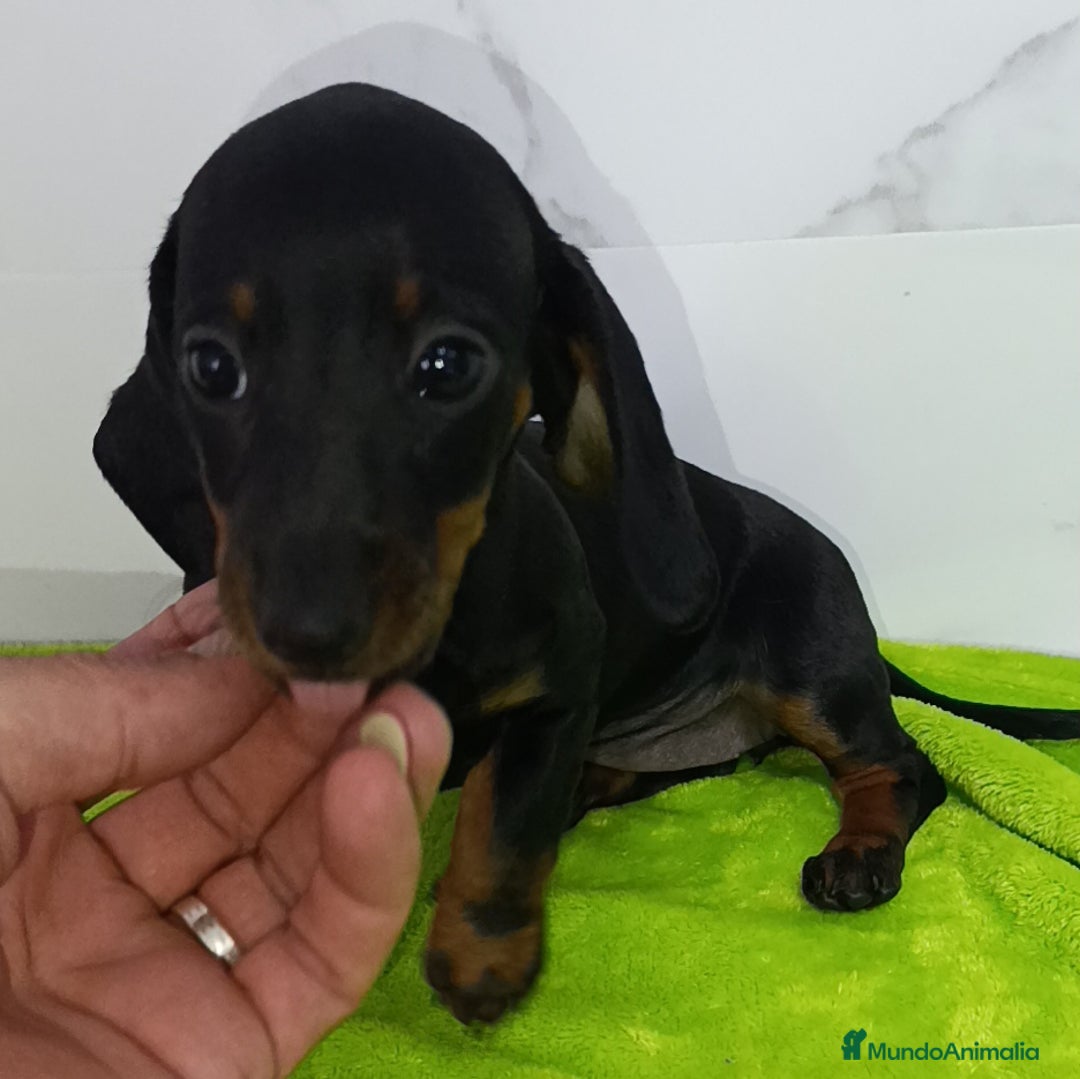 Teckel perros en venta: Teckel kaninchen  - Imagen 1