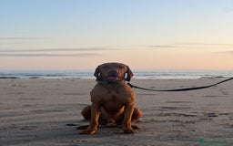 Braco Húngaro de Pelo Corto perros en venta: Cachorros de Braco Húngaro (Vizsla) — Criador aut. - Imagen 8