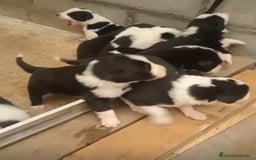Border Collie perros en venta: Border collie nueva camada - Imagen 1